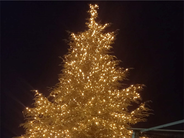 Si illumina l’albero di Natale nel Campus delle associazioni
