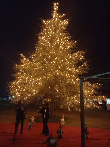 Accensione dell'Albero di Natale