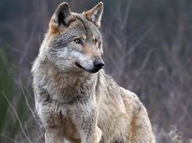 LIFE WolfAlps - coesistenza tra persone e lupi sulle Alpi